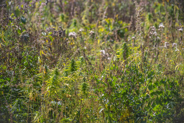 marijuana grows on a field