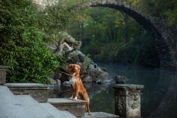 the dog at the bridge. Nova Scotia duck tolling Retriever In the beautiful and mystical landscapes. Travelling with a pet