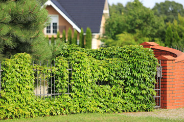 Ogrodzenie, metalowy płot obrośnięty bluszczem i mur z cegły czerwonej.	