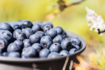 a metal pot with wild blueberries collected in the north forest