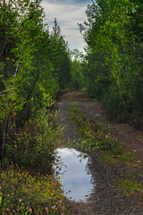 Dirt road in the forest summer landscape.