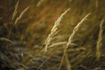 Fototapeta premium Close-up of tall yellow spikelets against the backdrop of a withered autumn meadow and a blurry sky, selective focus