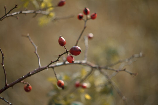 Close-up of red rosehip berries on bare branches on a blurred background of an autumn meadow and forest, selective focus
