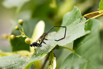American Pelecinid Wasp