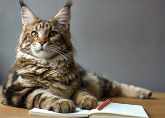 Close-up portrait of Maine Coon cat lies on a wooden table on an open notebook and a red pencil,...