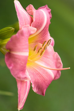Pink Day Lily in Full Bloom