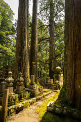 Des tombes dans une forêt sacrée de cèdres au Japon