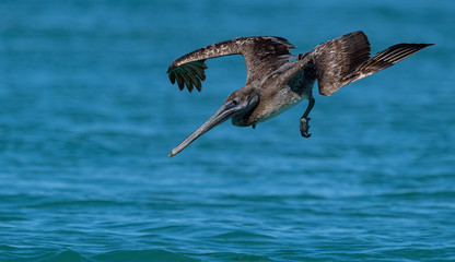 Fototapeta premium Pelican Fishing