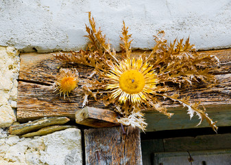 Famous plant and Basque symbol to place in the entrances of the houses