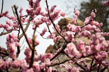 Obraz premium Blossoms at Summer Palace, Beijing, China