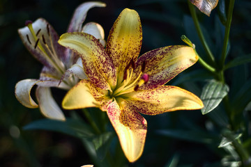 Lily with yellow petals and pistil