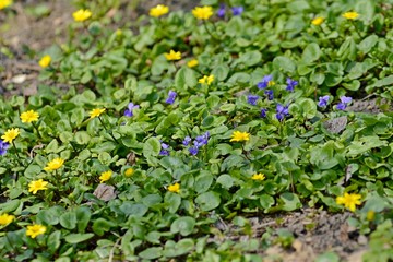 Spring flowers are blooming. Forest violets bloom in early spring.