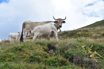 vaches, cantal