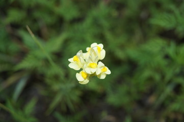 Obraz premium yellow flower