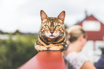 tabby cat on the porch railing - obrazy, fototapety, plakaty