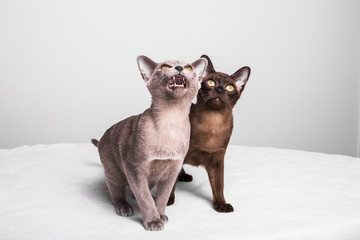 Two Burmese kittens looking up and meowing