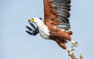African fish eagle lift-off