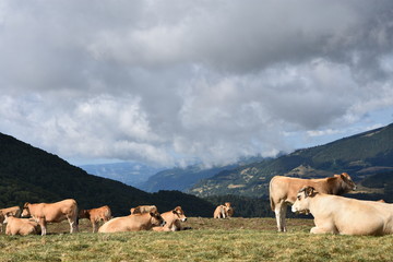 vaches, cantal