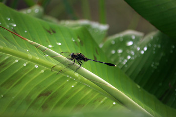 Dragonfly on blade of banana leaf. Black dragonfly alight on green young banana leaf.