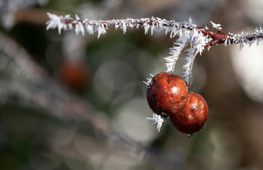 Wintry scene with rime ice needles growing on a twig and red berries and a beautiful background bokeh.