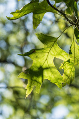 sunlight shining through a green oak leaf on the tree with bokeh blue and green background