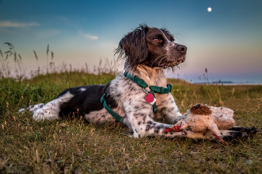 Cute young black and white brittany spaniel wearing a green harness lying in the grass with its favorite toy bear. Full moon, colorful evening sky and the the coast of &ouml;land, sweden in the background.