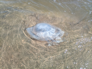 Dead jellyfish in the shallow waters of seashore. Jellyfish Rhizostomeae