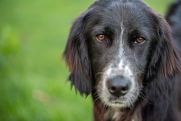 Portrait of a black english setter mix with a white snout looking into the camera.