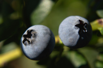 Close-up of ripe blueberrier (northern highbush blueberry - Vaccinium corymbosum) on the bushes of the plant on summer sunny day, macro details