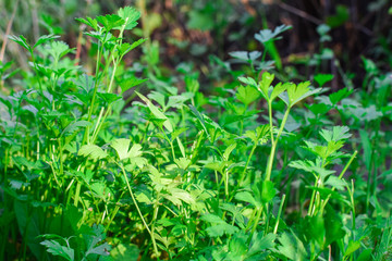 Parsley growing in garden. Parsley in the garden. Spicy parsley in the garden. The photo shows spicy parsley in the garden. Fresh Green Parsley In The Garden.