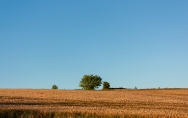 Obraz premium Summer landscape - a golden field and several trees near the horizon against the blue evening sky.