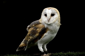 Barn owl with a black background