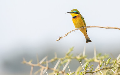 Colorful Little Bee-eater beauty