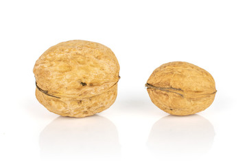 Group of two whole ripe brown walnut one is smaller and the other is bigger isolated on white background