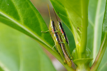 conversation of green grasshopper on a leaf