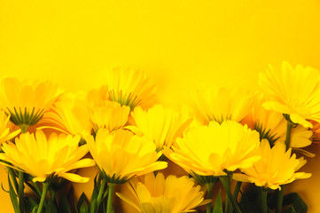 Yellow marigold on an yellow background