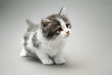 Small cute white and grey kitten standing against a seamless grey background and looking to the right and up