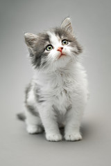 Small cute white and grey kitten standing against a seamless grey background and looking to the right and up, vetical