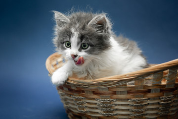 Fototapeta na wymiar Small cute white and grey kitten sitting in wicker basket on the dark blue background