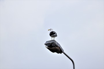gull on top of street light