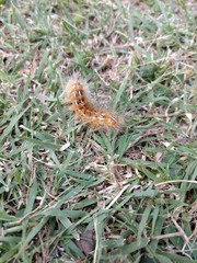 Flores en primer plano