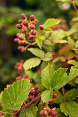 Immature blackberries fruits outside on plant.