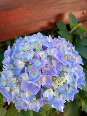 Flores en primer plano