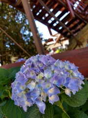 Flores en primer plano