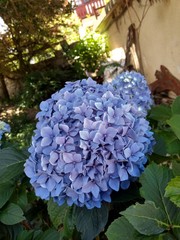 Flores en primer plano