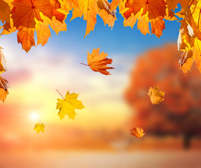 Falling maple leaves and blurred background with park against sky with bright sunset