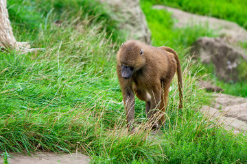 Lone adult Guinea Baboon walks across a green field in the middle of Summer