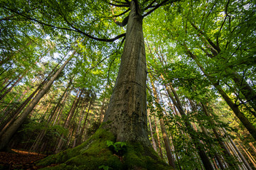 A big tree going through the whole photo. Very wide angle image full of green. Forest scene showing the beautiful sunlit natural scene.