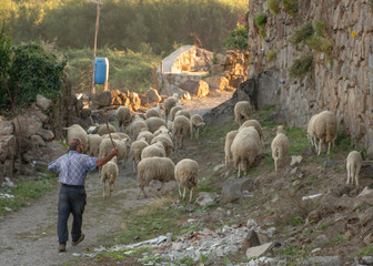 Man Herding Sheep, Braga, Portugal