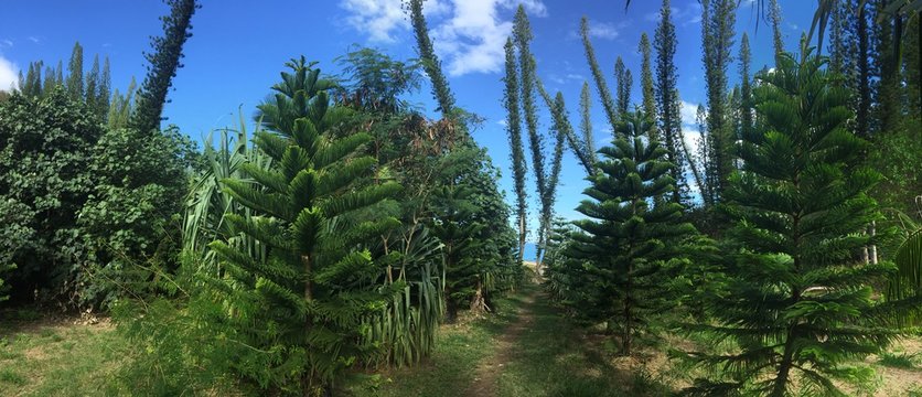 Araucaria columnaris - New Caledonia pine trees growing in forest